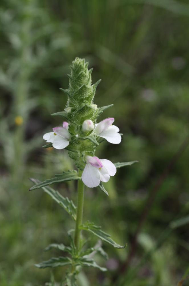 Bellardie, Bartsie trixago, Bellardie Germandrée Bartsia trixago L., 1753