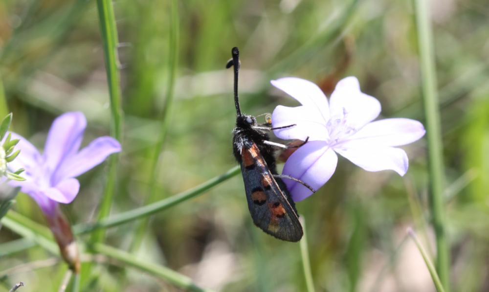 Zygène de l'Esparcette (La), Zygène de la Dorycnie Zygaena rhadamanthus (Esper, 1789)