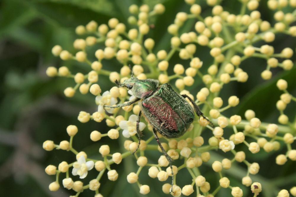Gnorimus nobilis (Linnaeus, 1758)