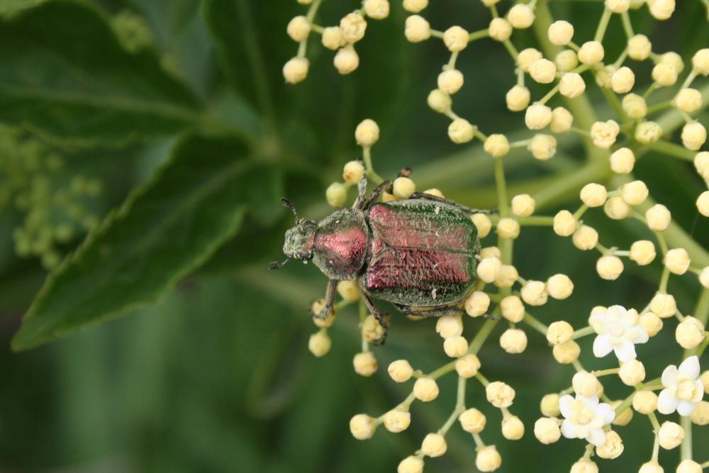  Gnorimus nobilis (Linnaeus, 1758)
