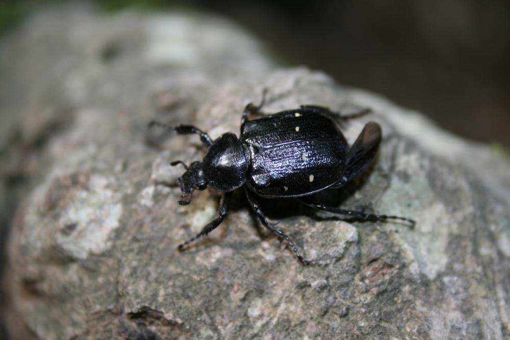 Gnorimus variabilis (Linnaeus, 1758)