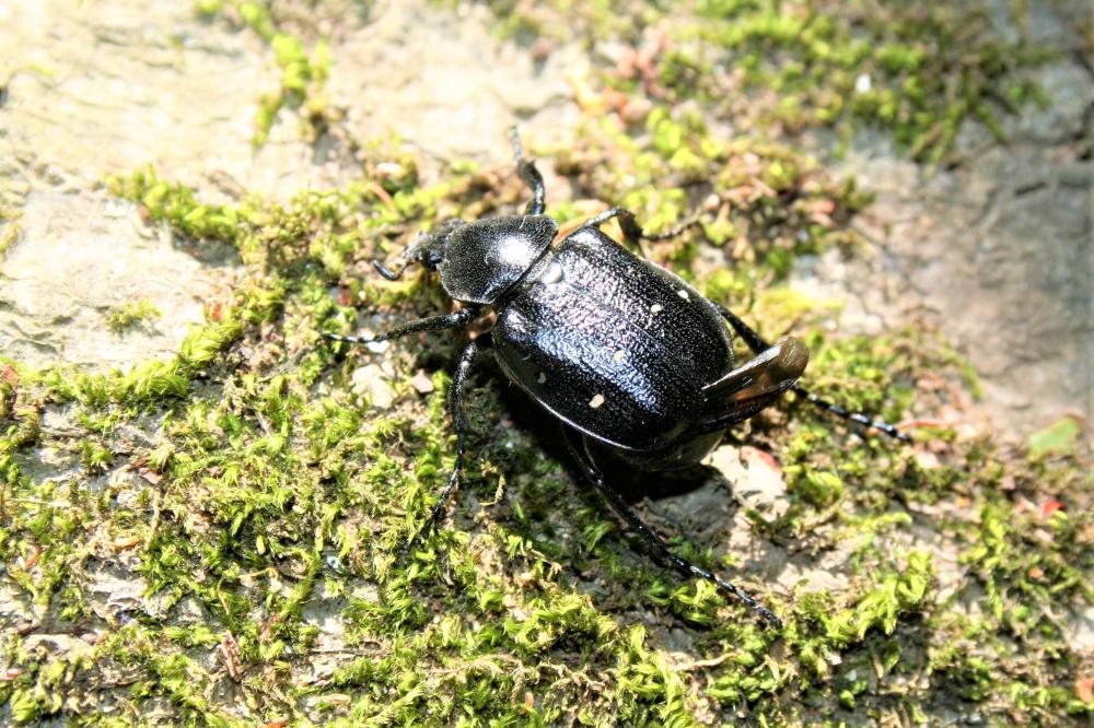Gnorimus variabilis (Linnaeus, 1758)