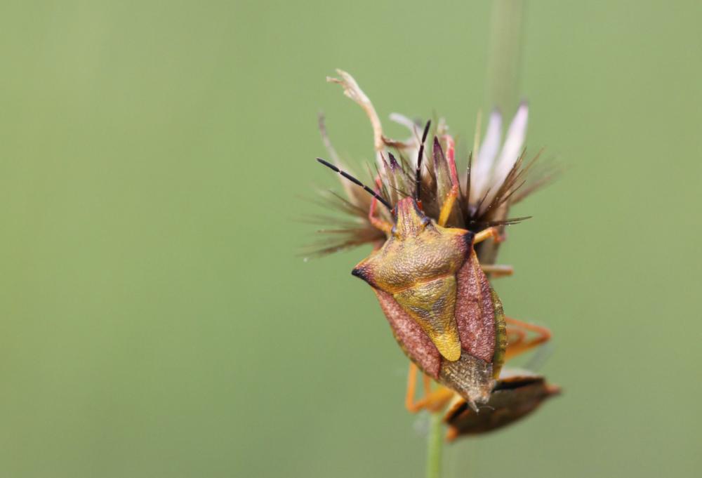 Carpocoris mediterraneus Tamanini, 1959