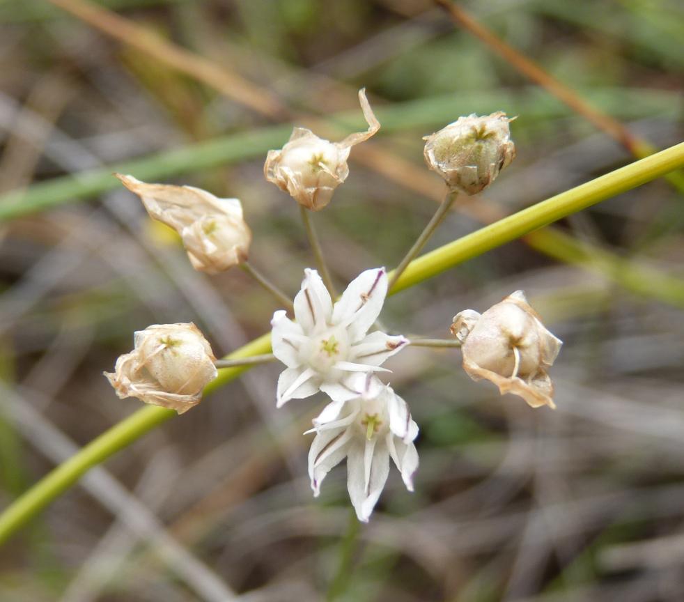 Ail musqué Allium moschatum L., 1753