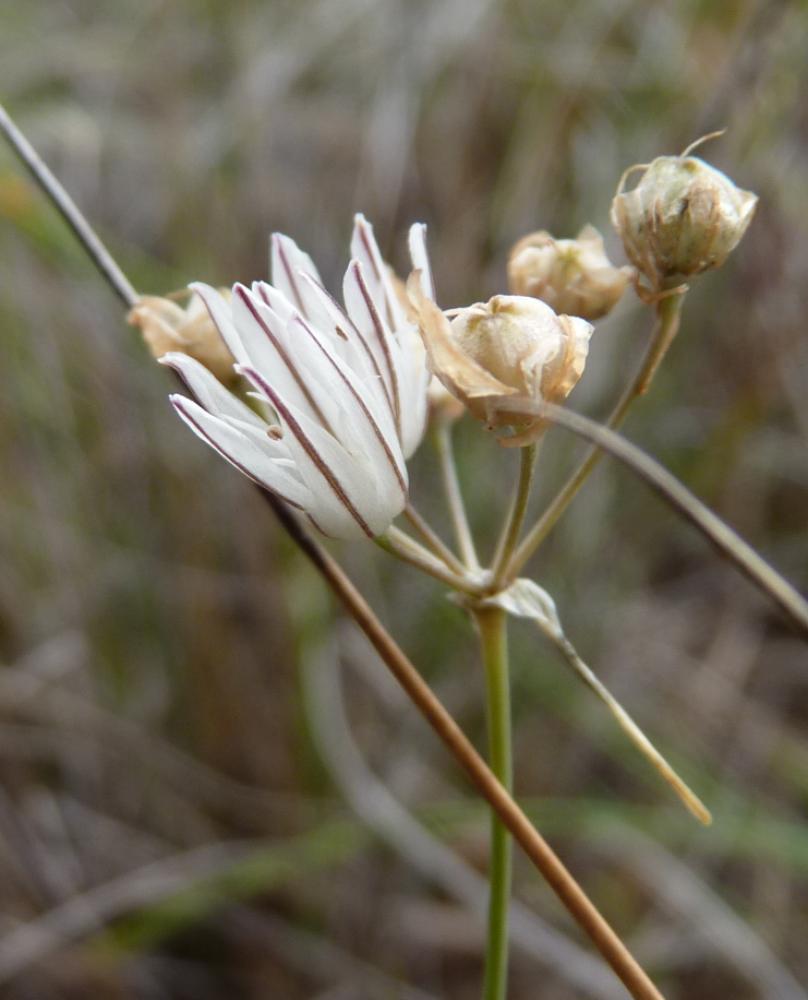 Ail musqué Allium moschatum L., 1753