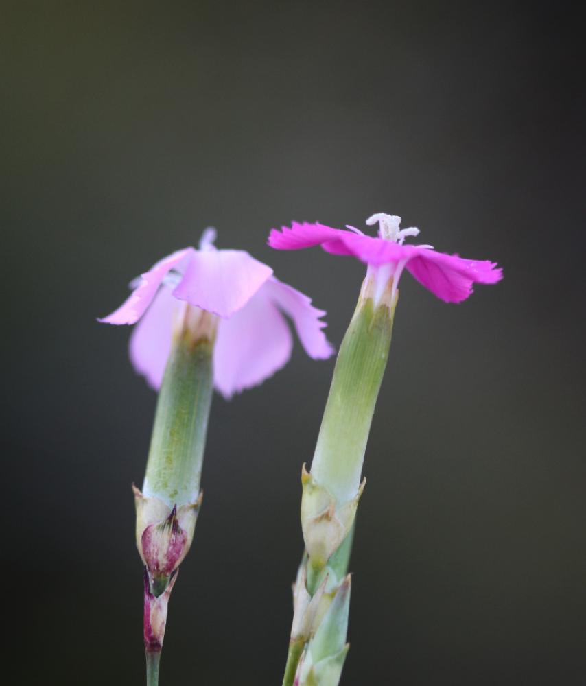  Dianthus godronianus Jord., 1855