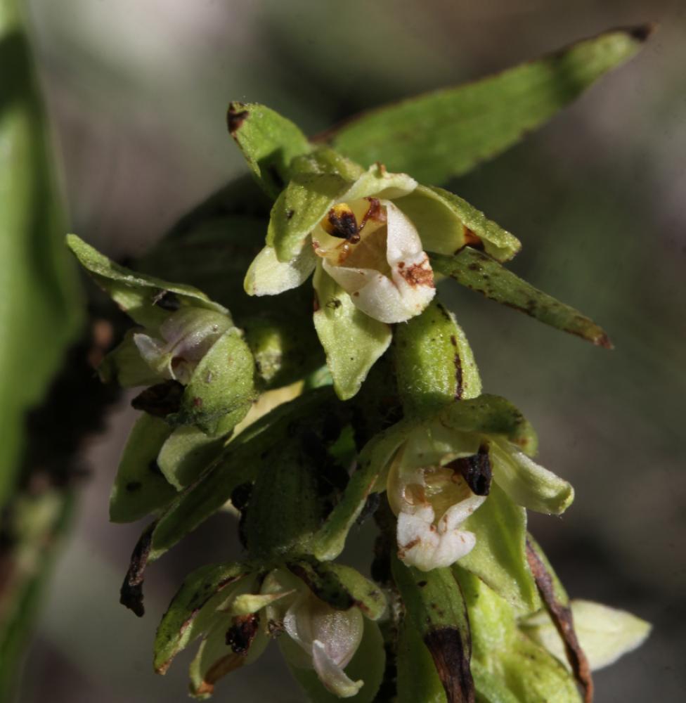 Épipactis du Rhône Epipactis rhodanensis Gévaudan & Robatsch, 1994