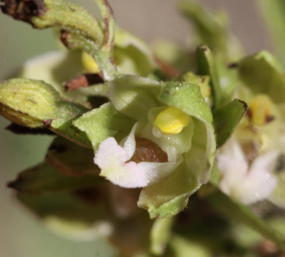 Épipactis du Rhône Epipactis rhodanensis Gévaudan & Robatsch, 1994