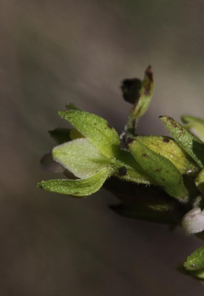 Épipactis du Rhône Epipactis rhodanensis Gévaudan & Robatsch, 1994