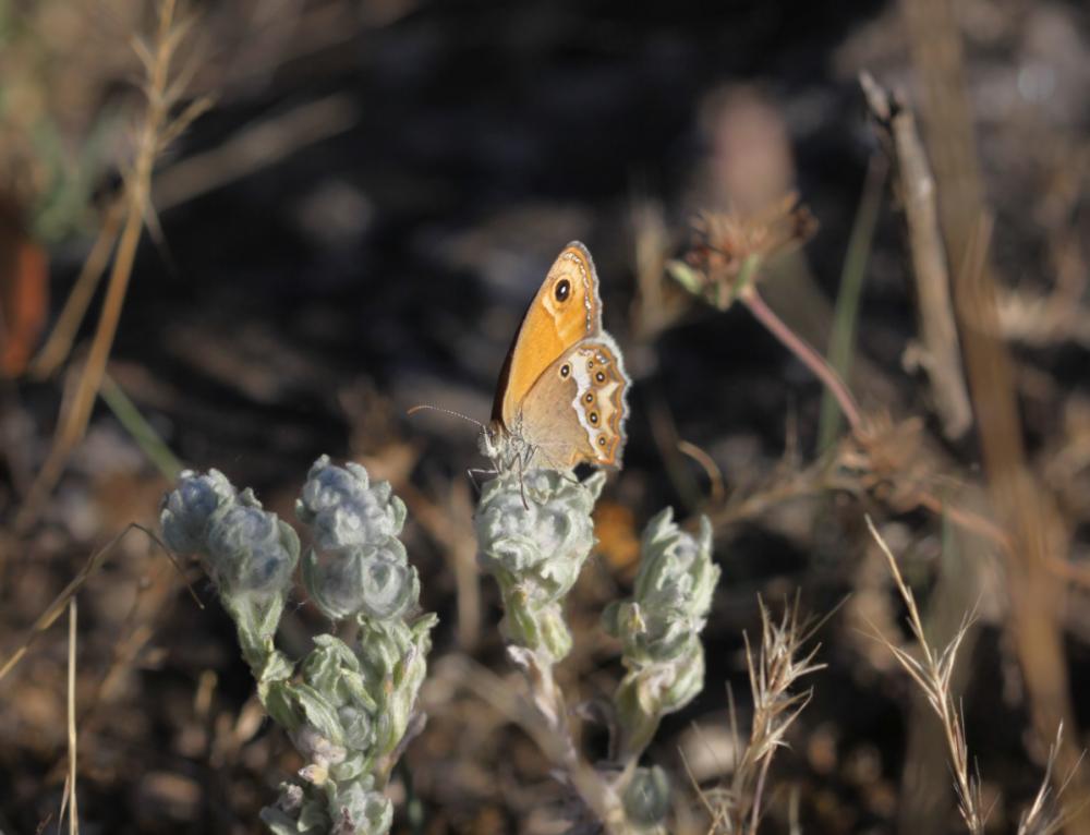Le Fadet des garrigues (Le), Palémon (Le), Doré (Le) Coenonympha dorus (Esper, 1782)