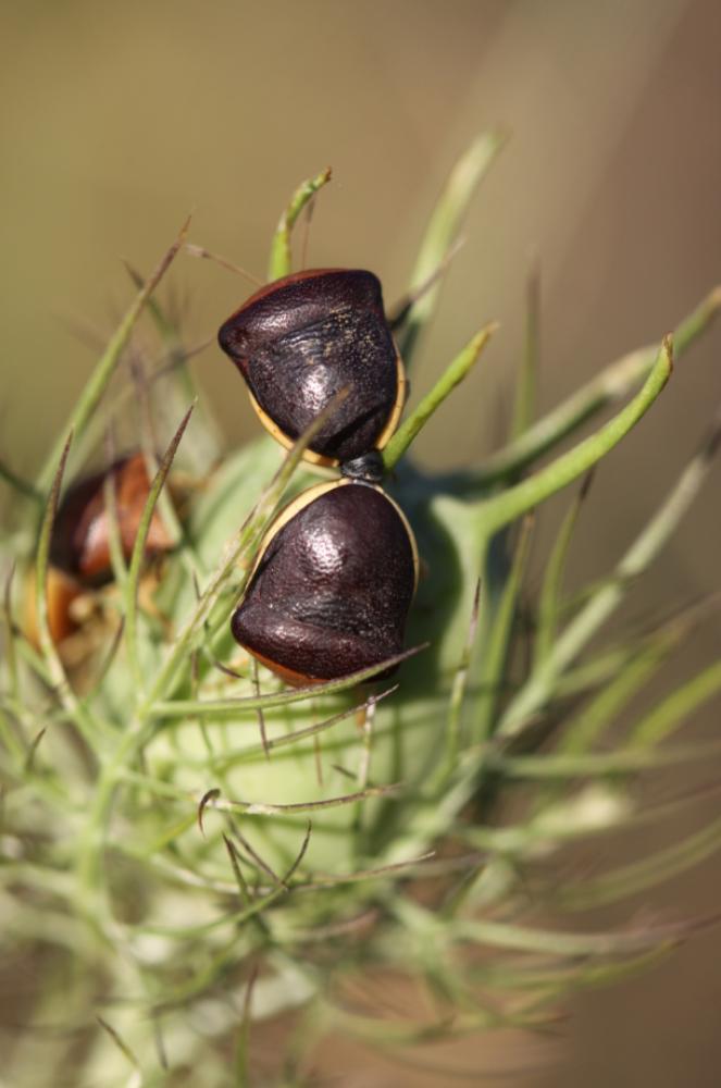 Pentatome de la nigelle Ventocoris rusticus (Fabricius, 1781)