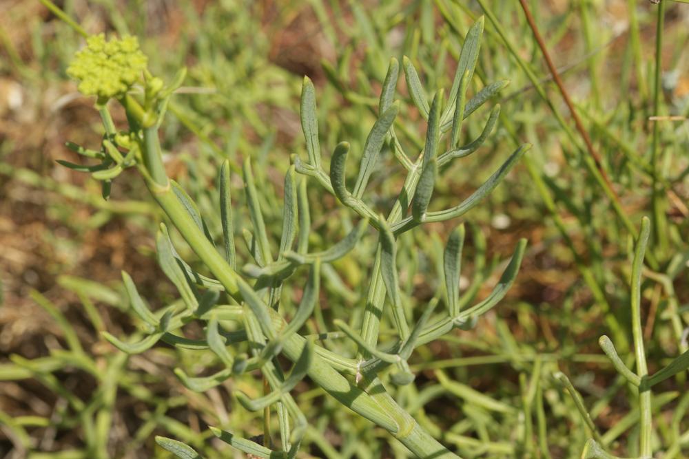 Criste marine, Fenouil marin, Perce-pierre, Cassep Crithmum maritimum L., 1753