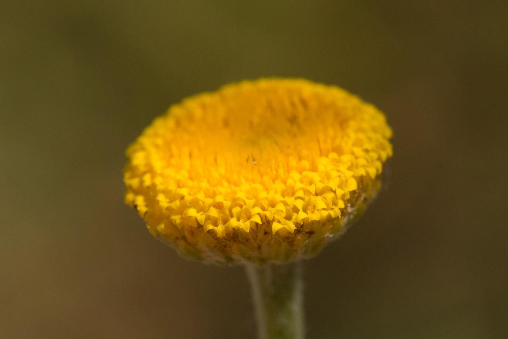 Anthémis des teinturiers, Cota des teinturiers Cota tinctoria (L.) J.Gay ex Guss., 1844