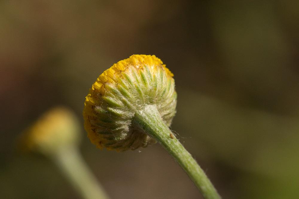 Anthémis des teinturiers, Cota des teinturiers Cota tinctoria (L.) J.Gay ex Guss., 1844