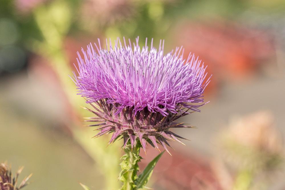 Onopordon Onopordum tauricum Willd., 1803