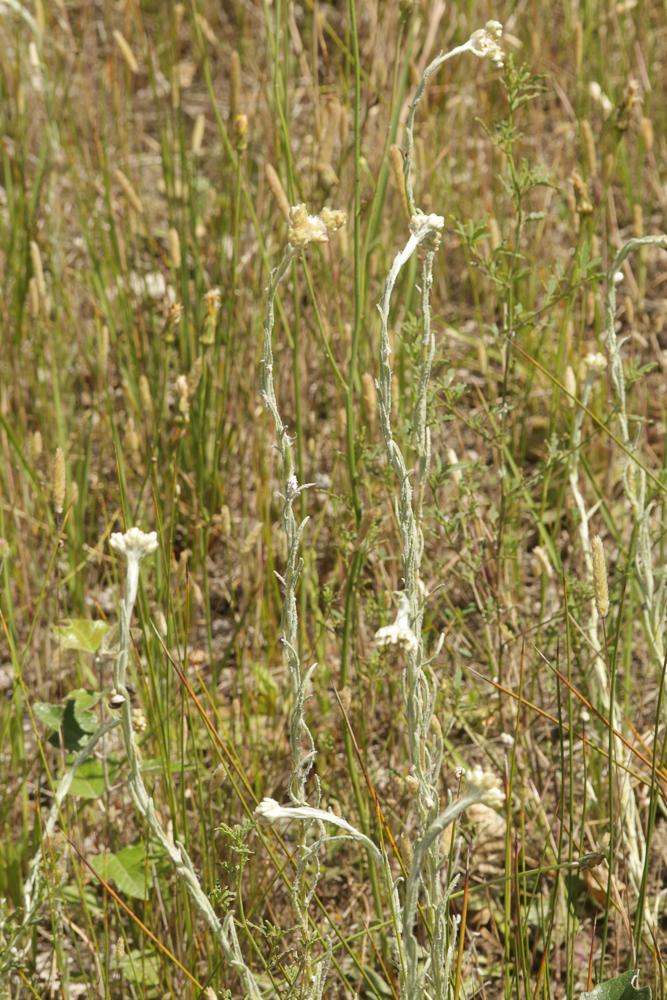 Gnaphale jaunâtre, Cotonière blanc-jaunâtre Laphangium luteoalbum (L.) Tzvelev, 1994