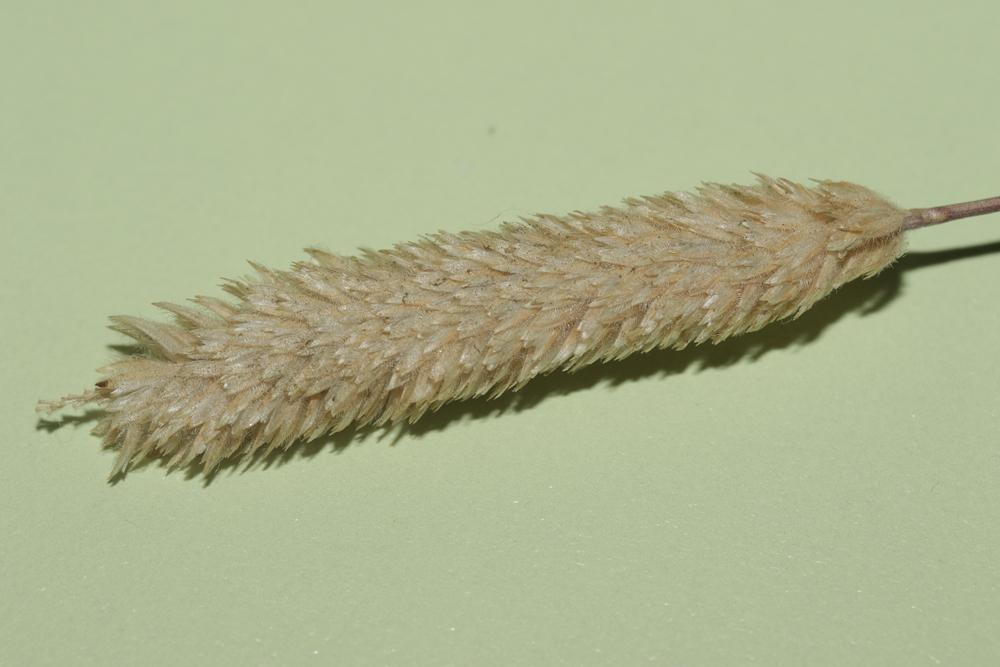 Koelérie du littoral Rostraria pubescens (Lam.) Trin., 1820