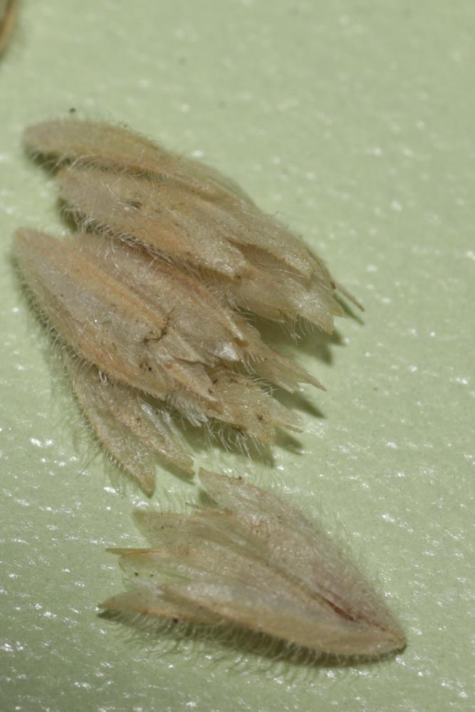 Koelérie du littoral Rostraria pubescens (Lam.) Trin., 1820
