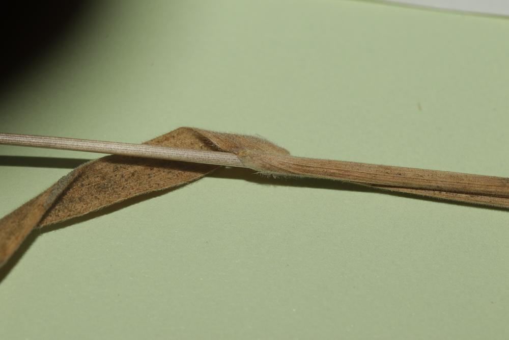 Koelérie du littoral Rostraria pubescens (Lam.) Trin., 1820