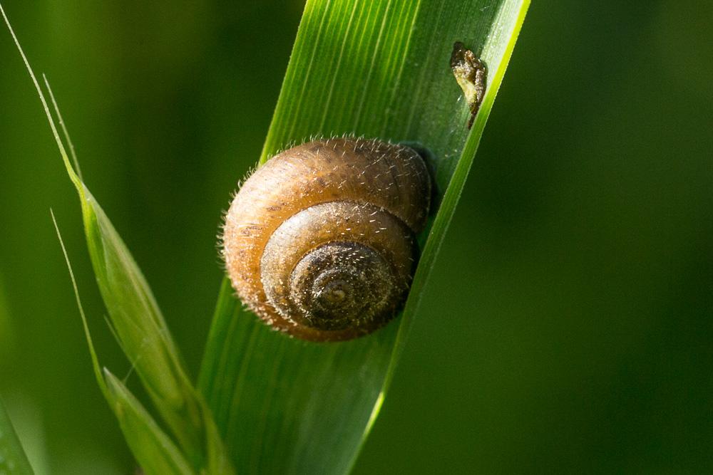 Veloutée commune Trochulus hispidus (Linnaeus, 1758)