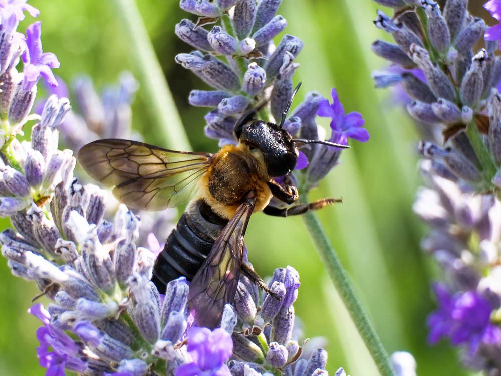  Megachile sculpturalis Smith, 1853