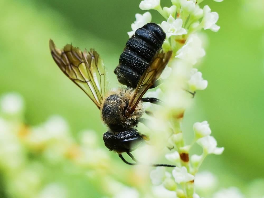  Megachile sculpturalis Smith, 1853