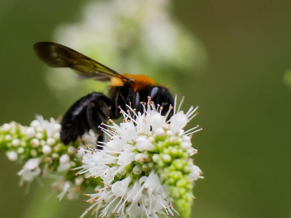Andrena thoracica (Fabricius, 1775)