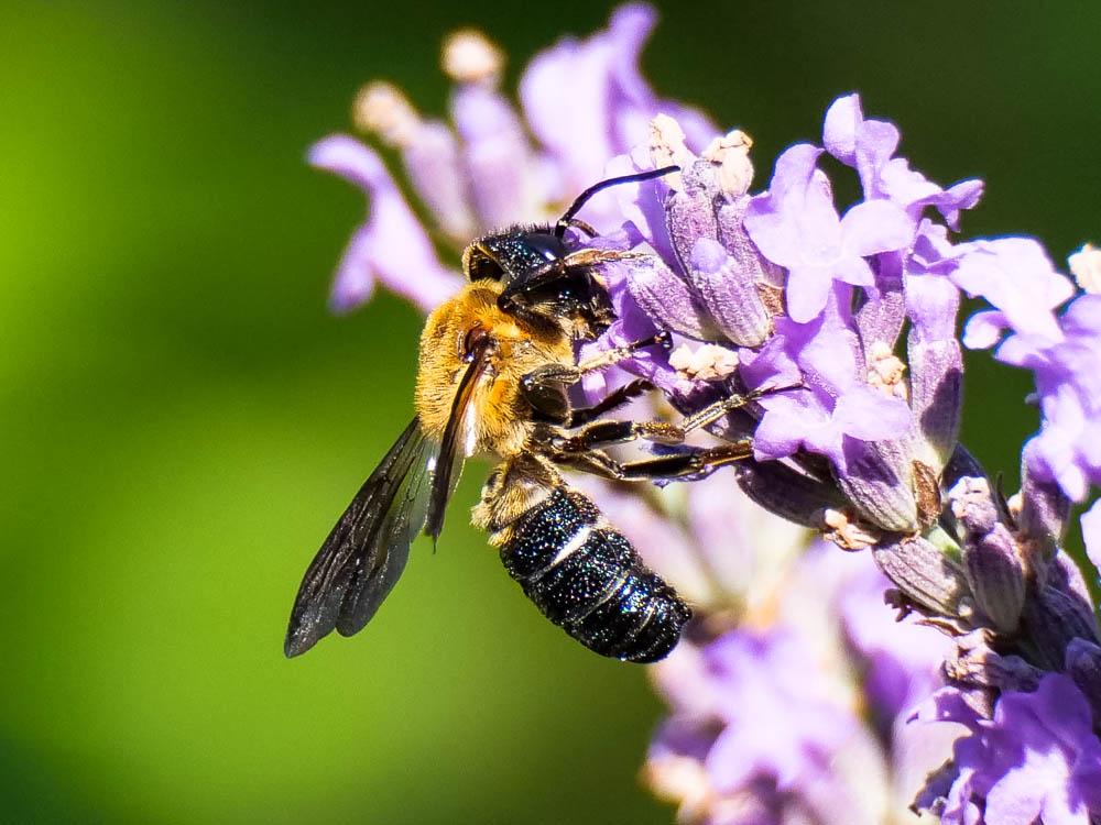  Megachile sculpturalis Smith, 1853