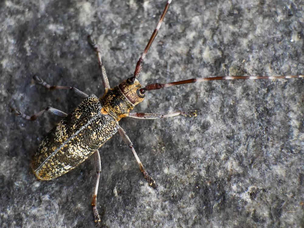 Monochame de Provence Monochamus galloprovincialis (Olivier, 1795)