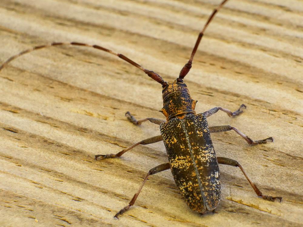Monochame de Provence Monochamus galloprovincialis (Olivier, 1795)