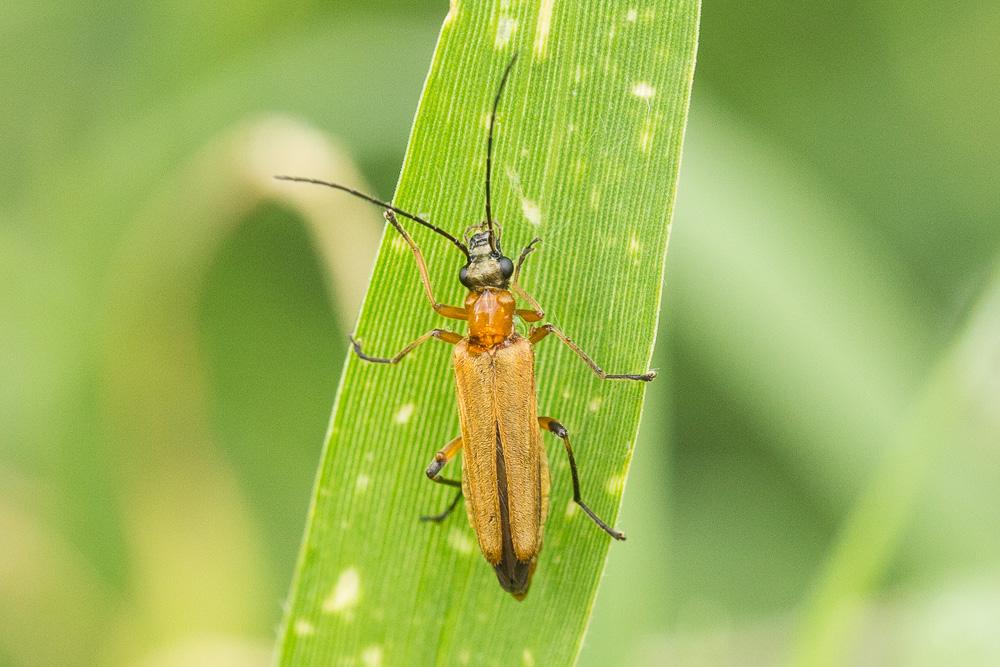 Oedemère ochracée Oedemera podagrariae (Linnaeus, 1767)