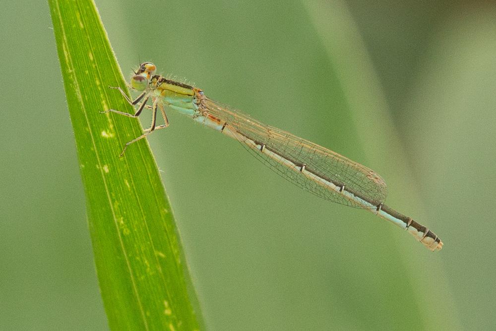 Agrion porte-coupe Enallagma cyathigerum (Charpentier, 1840)