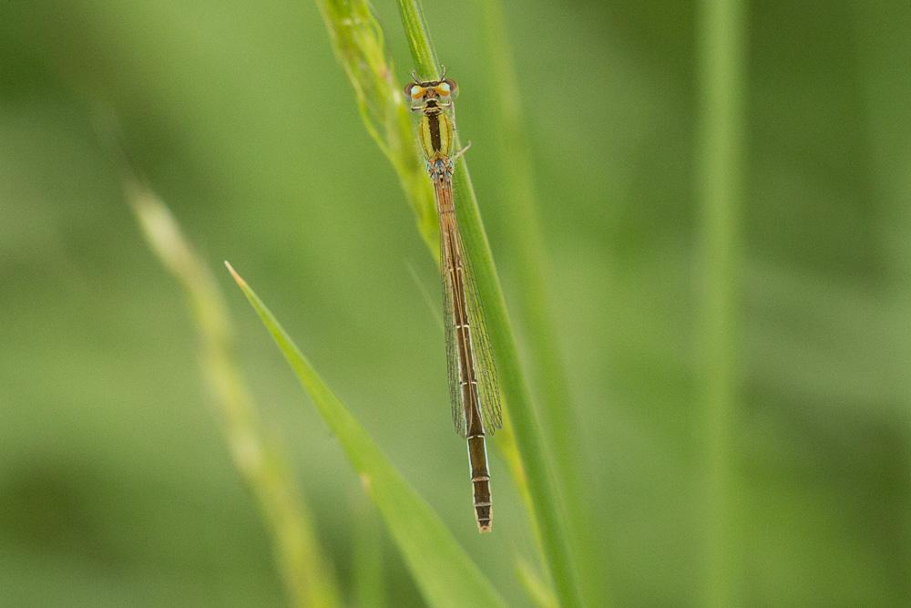 Agrion porte-coupe Enallagma cyathigerum (Charpentier, 1840)