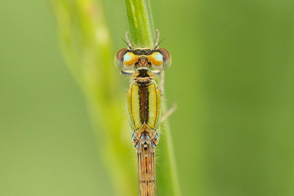 Agrion porte-coupe Enallagma cyathigerum (Charpentier, 1840)