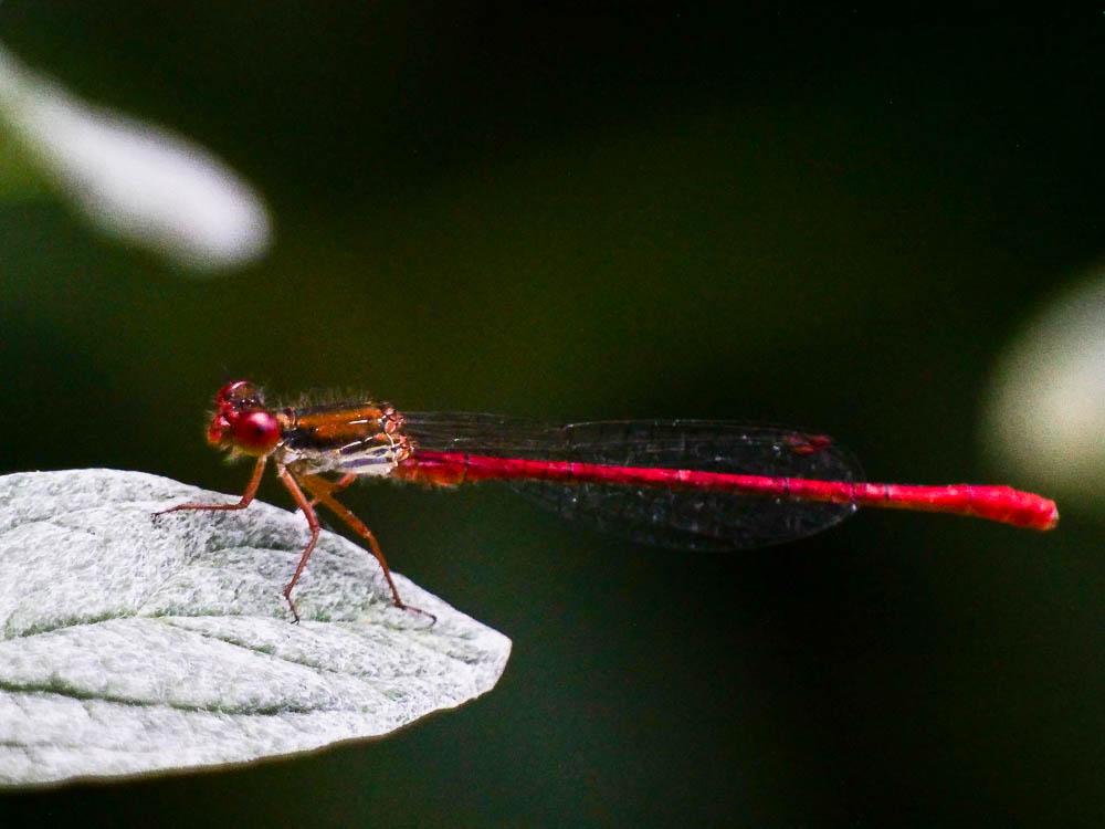 Agrion délicat Ceriagrion tenellum (Villers, 1789)
