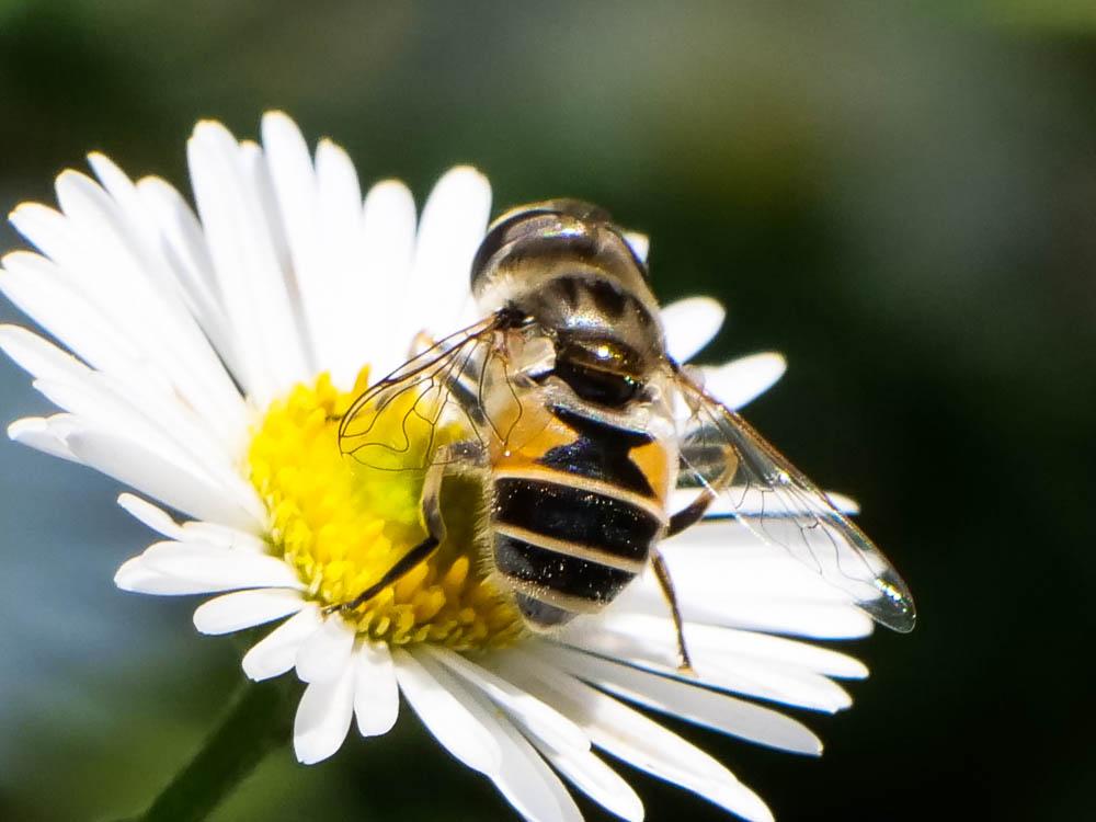 Eristalis arbustorum (Linnaeus, 1758)