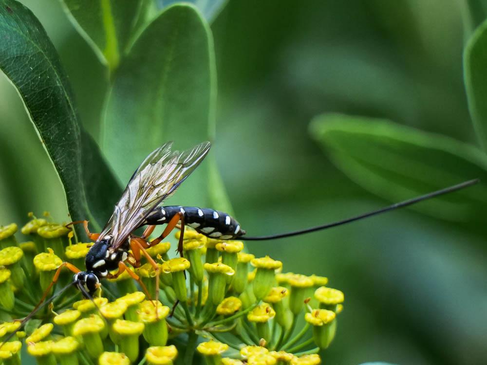 Rhysse persuasive Rhyssa persuasoria (Linnaeus, 1758)