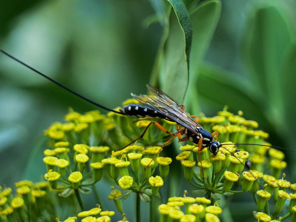 Rhysse persuasive Rhyssa persuasoria (Linnaeus, 1758)