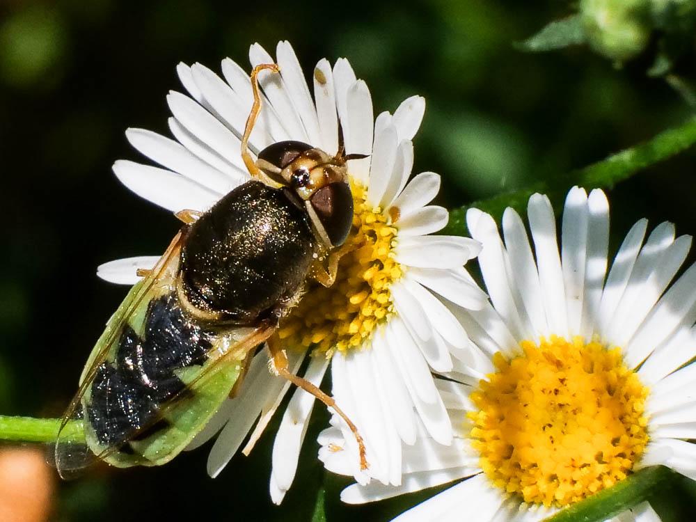  Odontomyia angulata (Panzer, 1798)