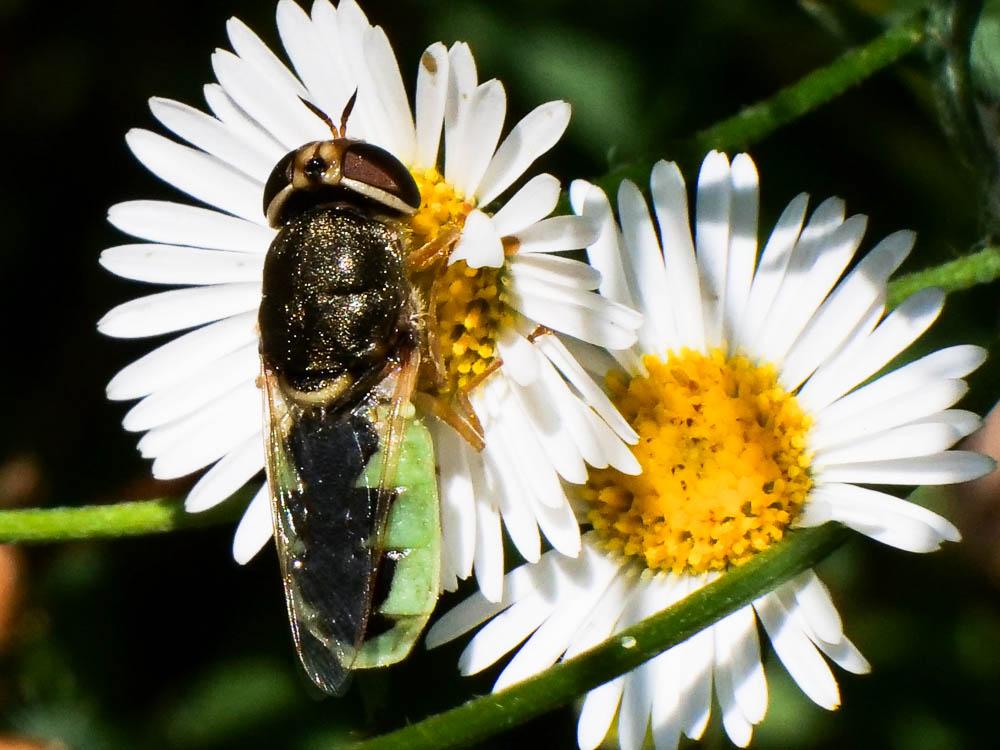  Odontomyia angulata (Panzer, 1798)