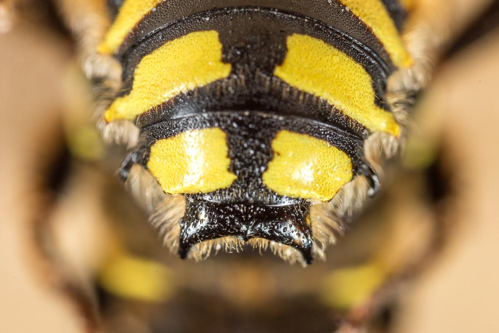  Anthidium florentinum (Fabricius, 1775)