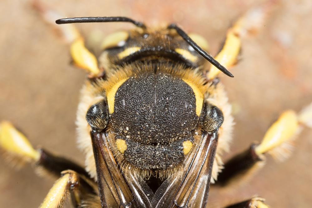  Anthidium florentinum (Fabricius, 1775)