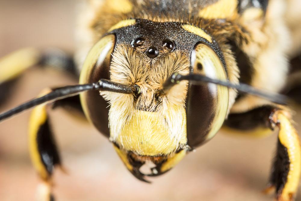 Anthidium florentinum (Fabricius, 1775)