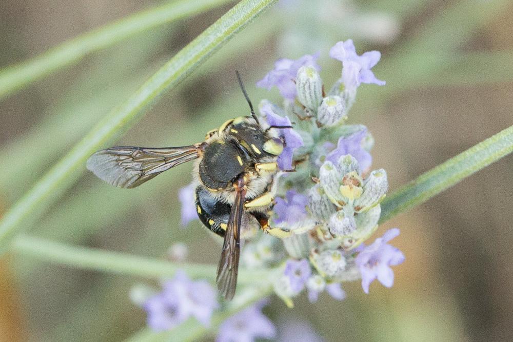  Anthidium loti Perris, 1852