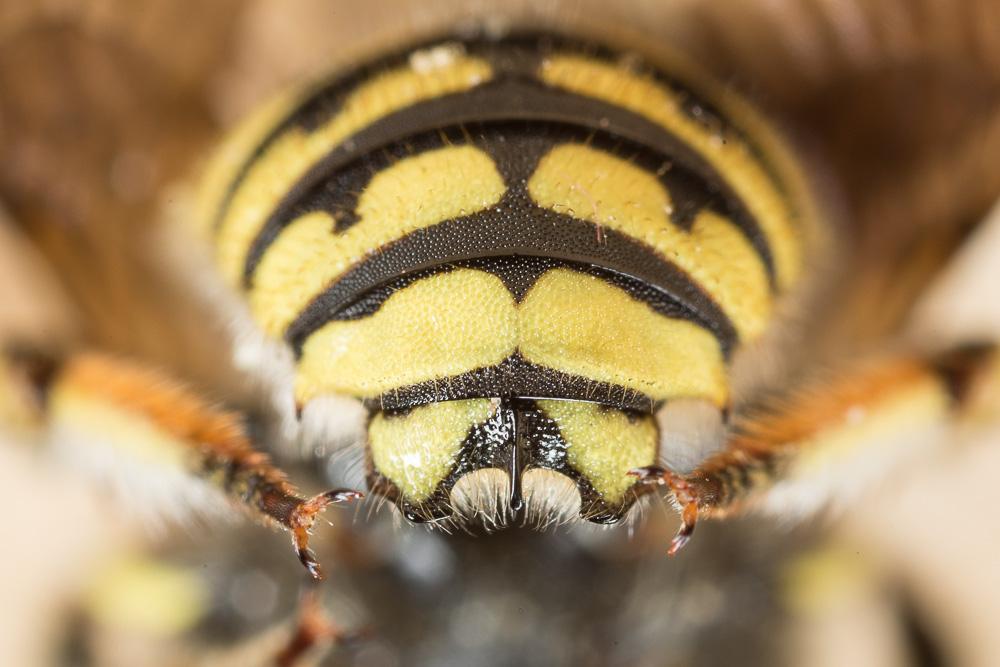 Anthidium loti Perris, 1852