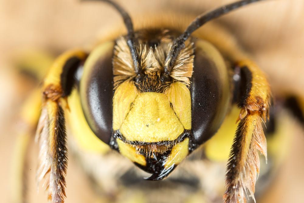  Anthidium loti Perris, 1852