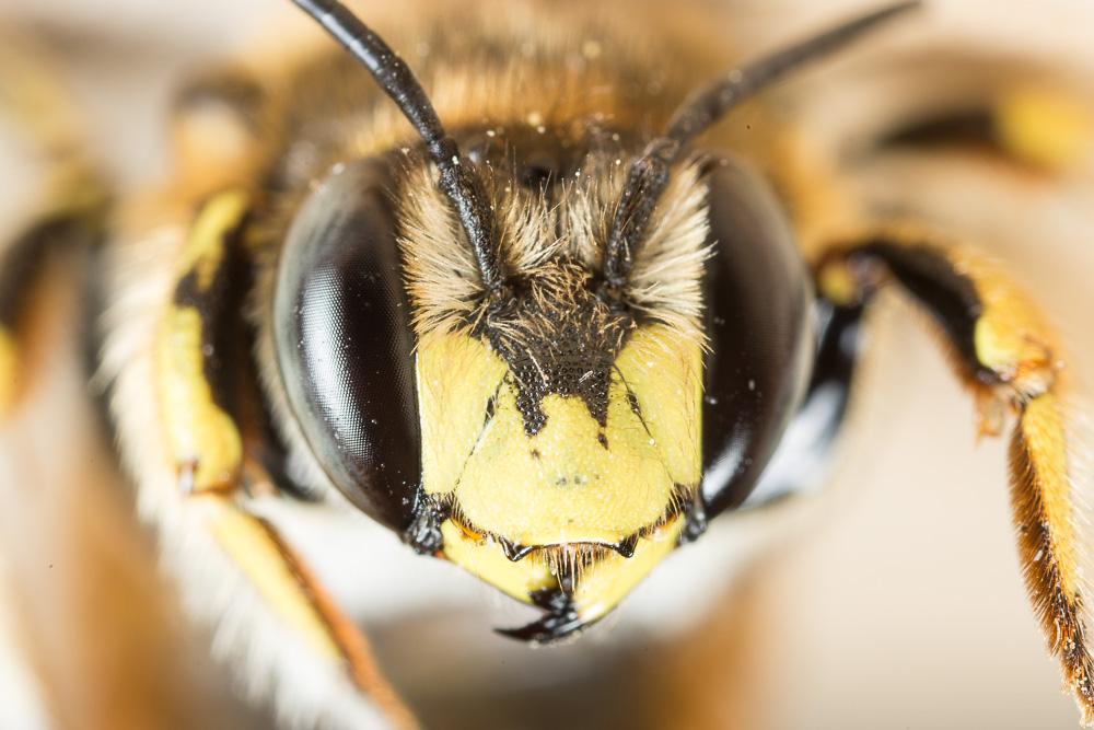 Abeille cotonnière, Anthidie cotonnière Anthidium manicatum (Linnaeus, 1758)
