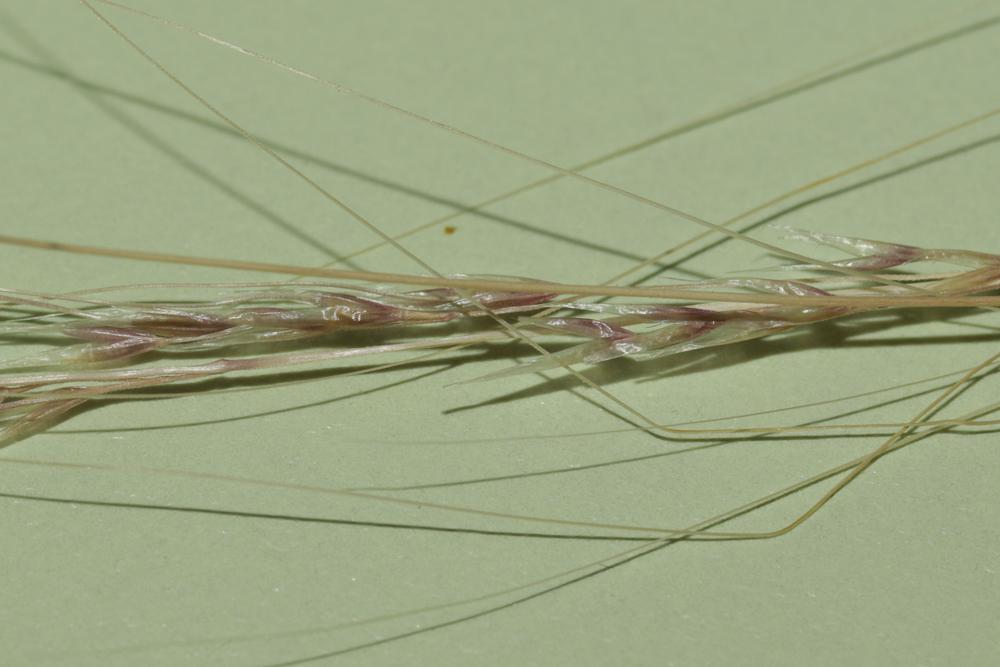  Nassella tenuissima (Trin.) Barkworth, 1990