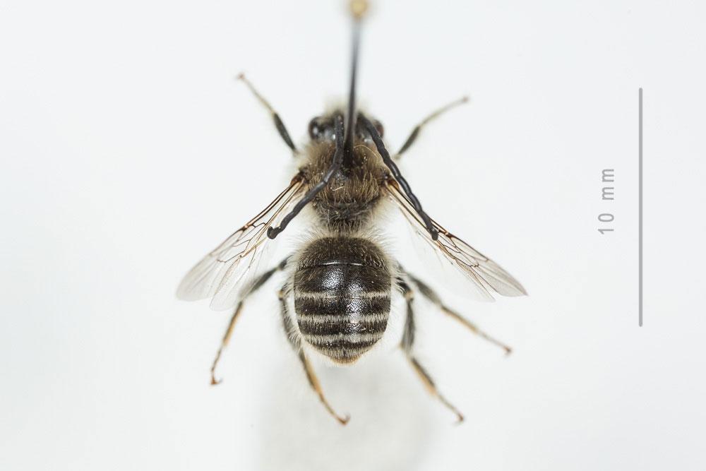 Eucère à face noire Eucera nigrifacies Lepeletier, 1841