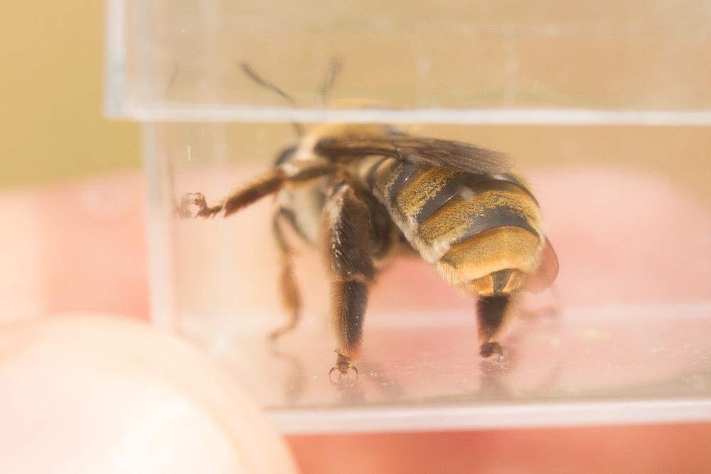 Eucère taurique Eucera taurica Morawitz, 1871